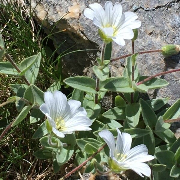 Cerastium alpinum ᱛᱟᱦᱮᱸ