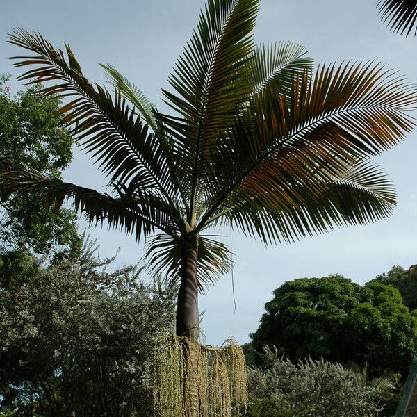 Archontophoenix purpurea Folla