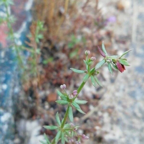 Galium parisiense Fuelha