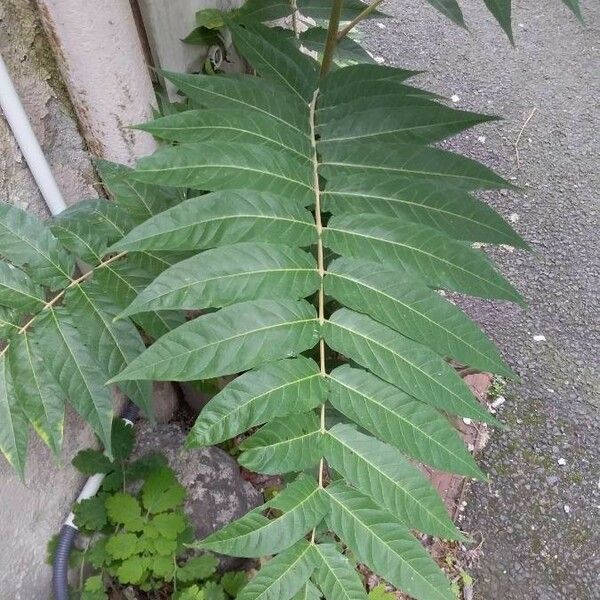 Ailanthus altissima Folha