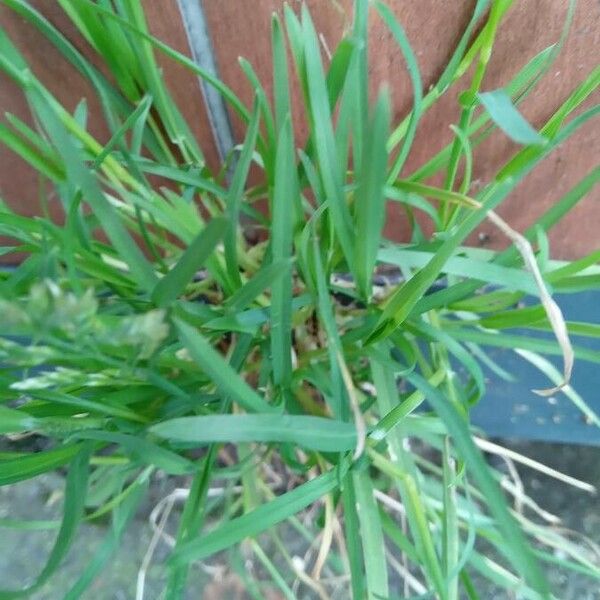 Poa annua 葉