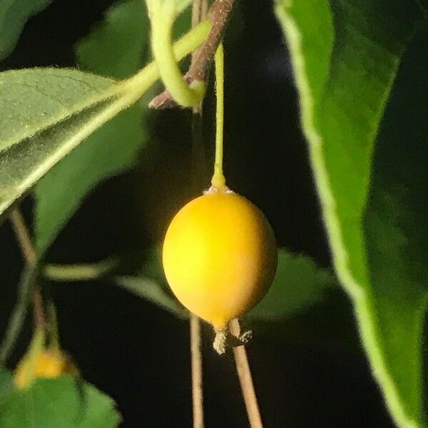 Celtis australis Fruit