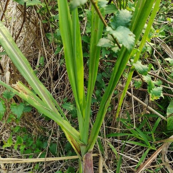 Saccharum officinarum Leaf