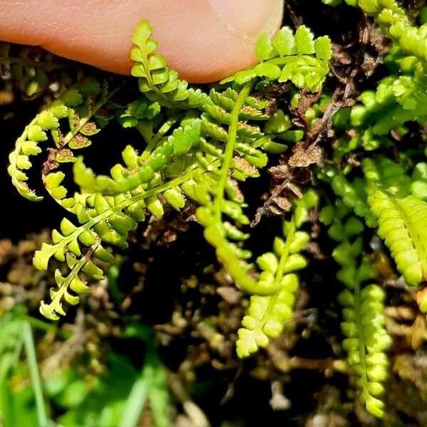 Asplenium viride ᱥᱟᱠᱟᱢ