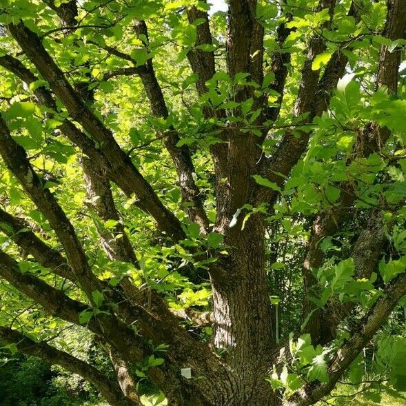Quercus macranthera عادت