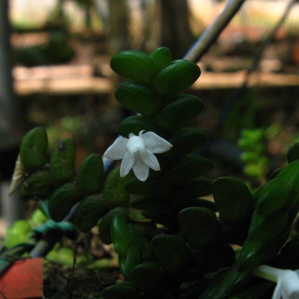 Angraecum distichum Floare