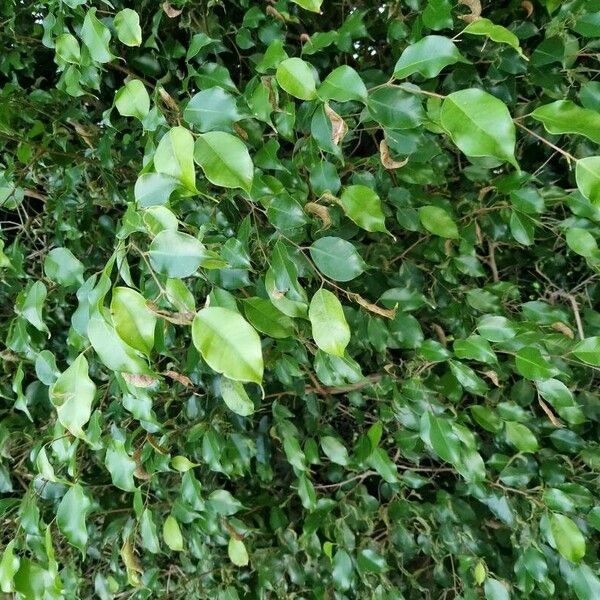 Ficus benjamina Leaf