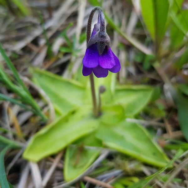 Pinguicula vulgaris Flor