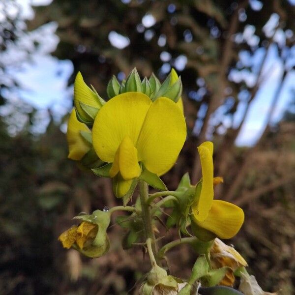 Crotalaria goreensis 花