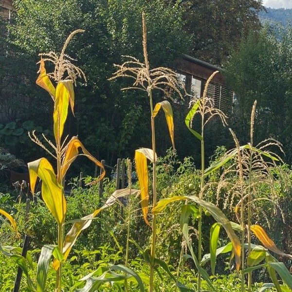 Zea mays Fruit