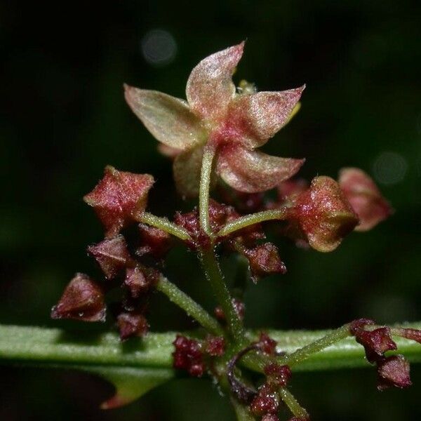 Ayenia aculeata Anders