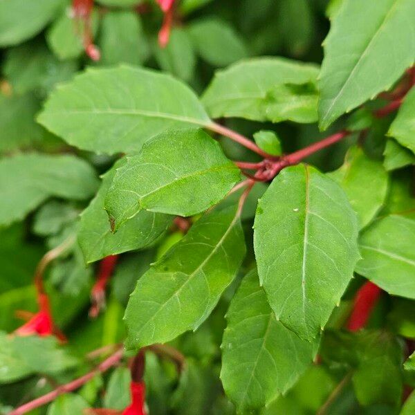 Fuchsia magellanica Liść