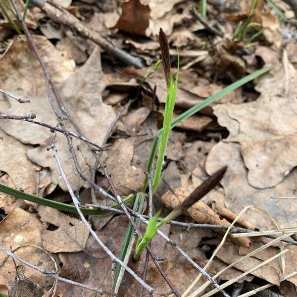 Carex pilosa Кветка