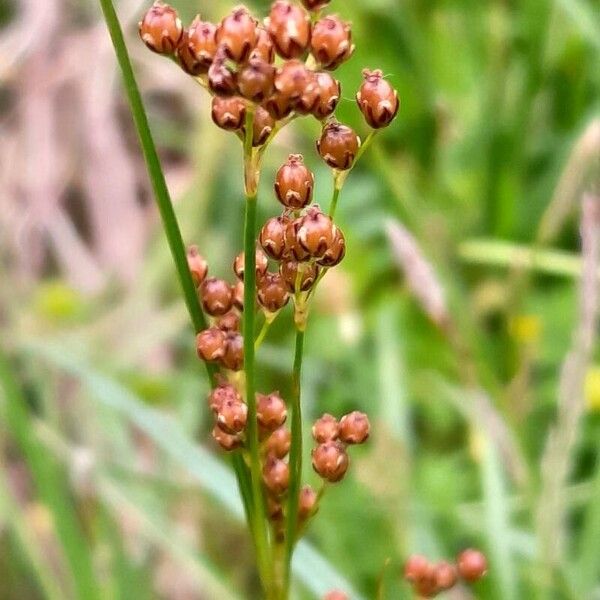 Juncus compressus 花