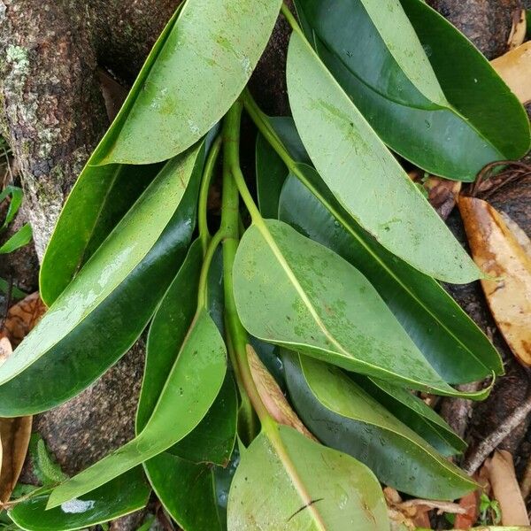 Ficus elastica Leht