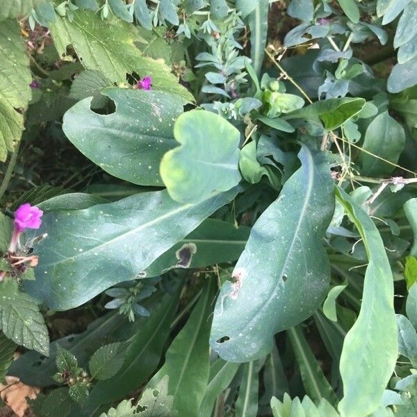 Cerinthe minor Leaf