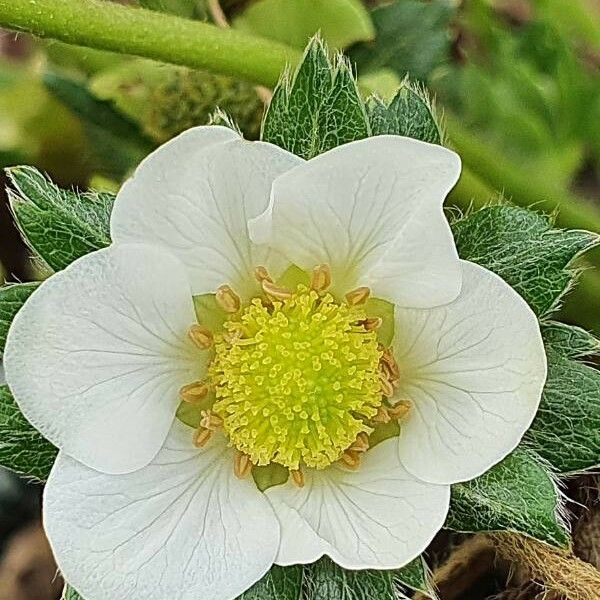 Fragaria viridis Flower