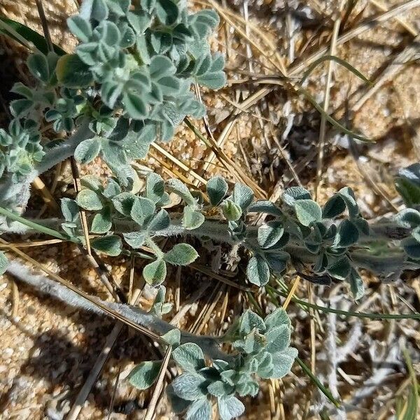 Medicago marina Habit