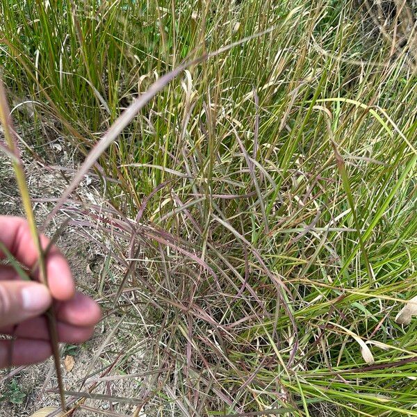 Capillipedium spicigerum Leaf