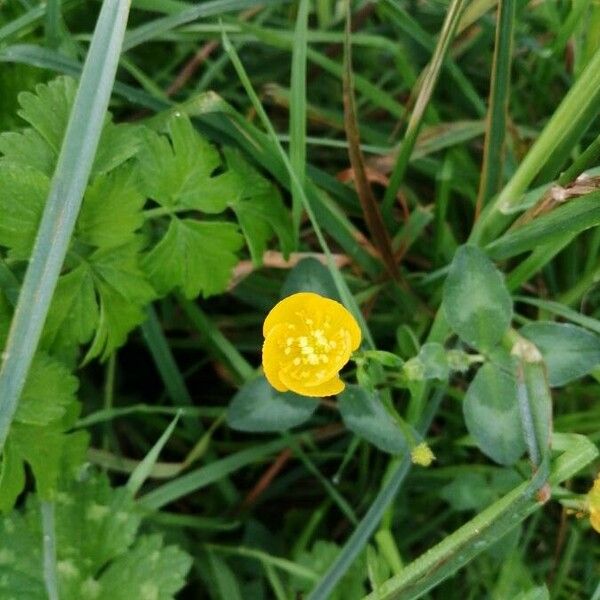 Ranunculus repens Blomma