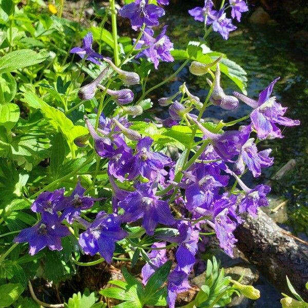 Delphinium menziesii Blomst