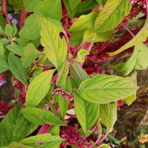 Amaranthus caudatus Blatt