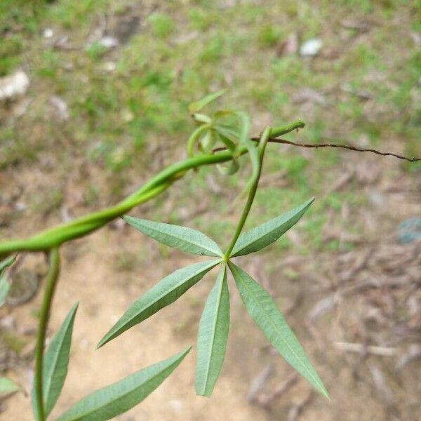 Ipomoea subrevoluta Φύλλο