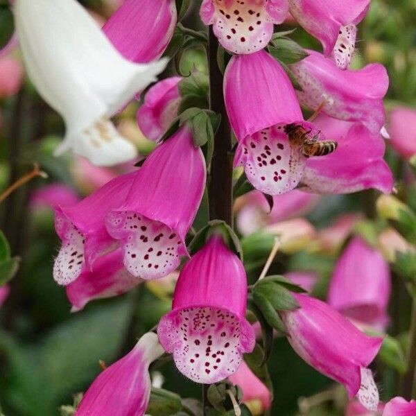 Digitalis thapsi Cvet