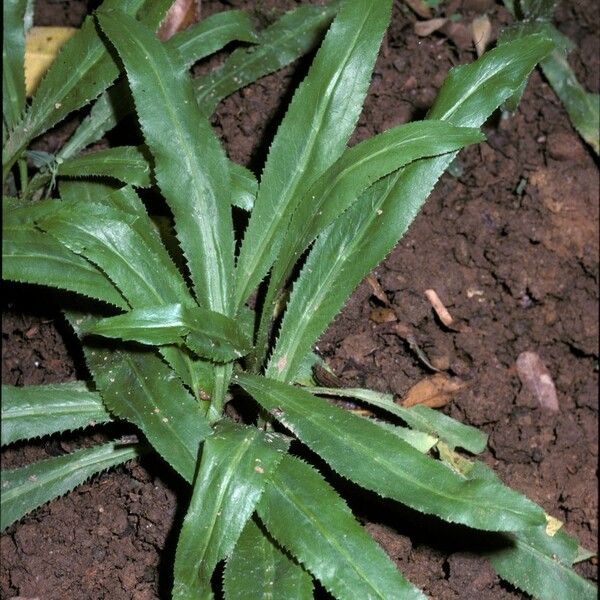 Eryngium foetidum অভ্যাস