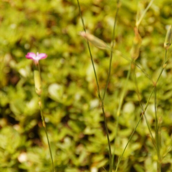 Dianthus godronianus Natur
