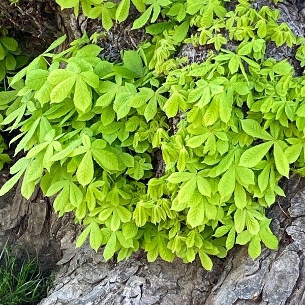 Aesculus turbinata Leaf