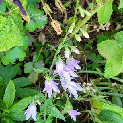 Campanula rapunculoides Habit