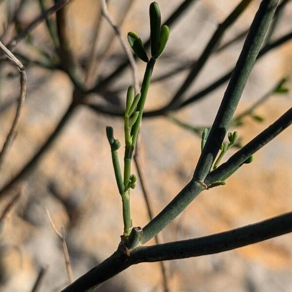 Coronilla juncea Лист