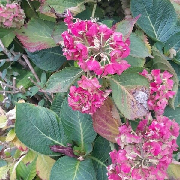 Hydrangea macrophylla Vivejo