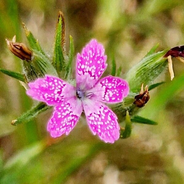 Dianthus armeria Květ