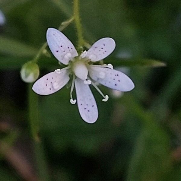 Saxifraga rotundifolia Flor