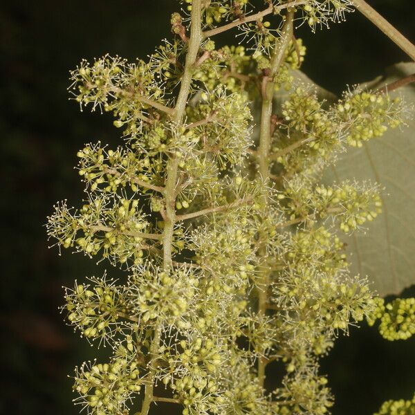 Vitis tiliifolia Alkat (teljes növény)