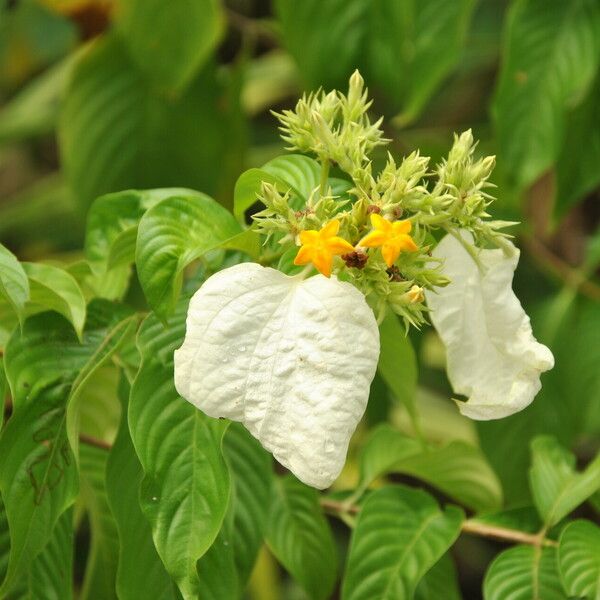 Mussaenda frondosa പുഷ്പം