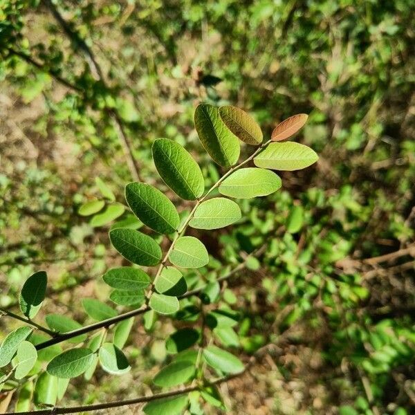 Phyllanthus reticulatus 葉