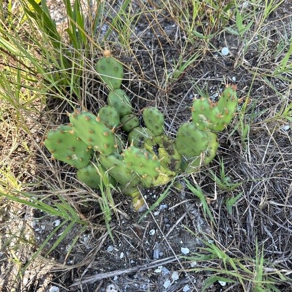 Opuntia humifusa Hoja