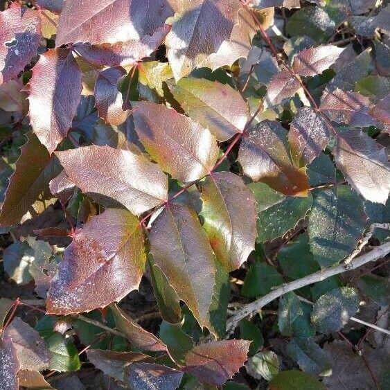 Berberis aquifolium 葉