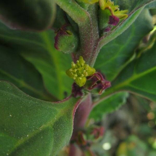 Tetragonia tetragonioides Flor