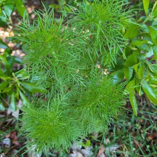 Eupatorium capillifolium Ліст