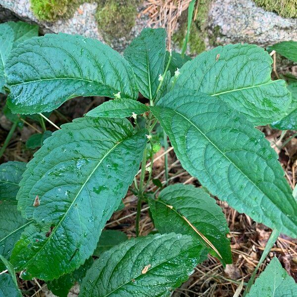 Mercurialis perennis Leaf