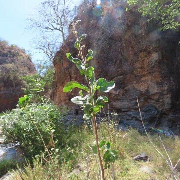 Dovyalis abyssinica Leht