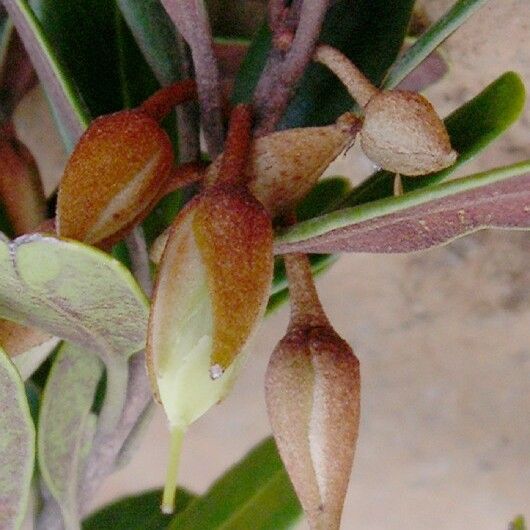 Planchonella leptostylidifolia Fruit