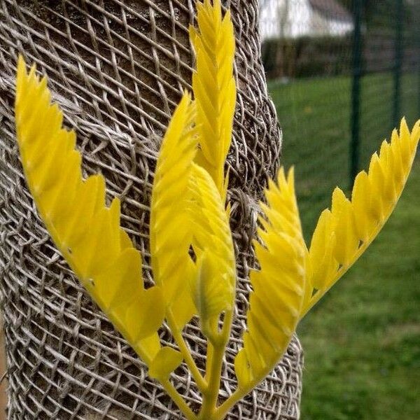 Gleditsia triacanthos Blad