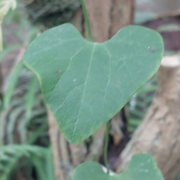 Aristolochia littoralis পাতা