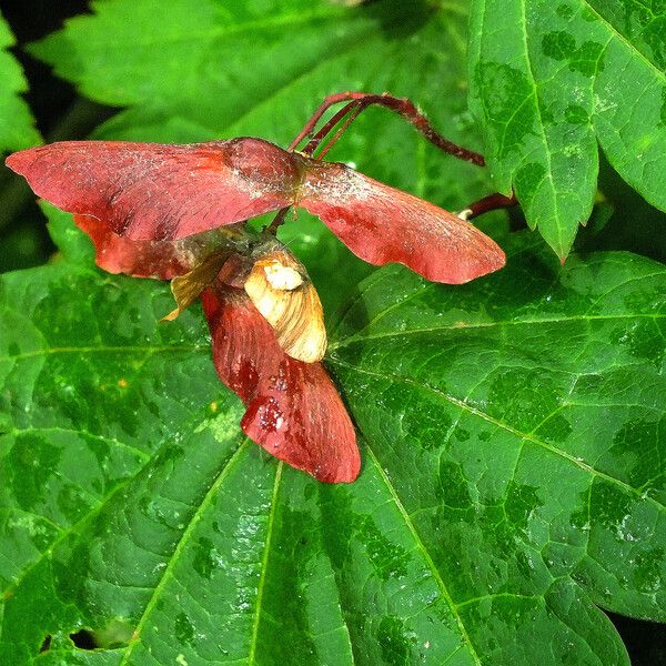 Acer circinatum Fruit