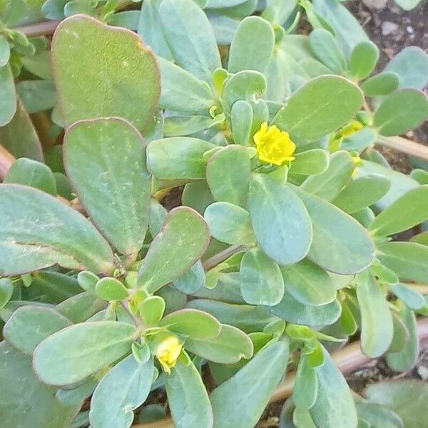 Portulaca oleracea Habit